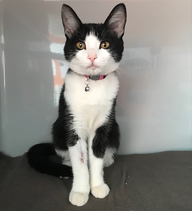 adorable luna waiting for a home